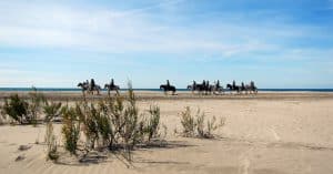 White Camargue horses running
