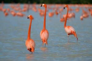 Pink flamingos in Camargue
