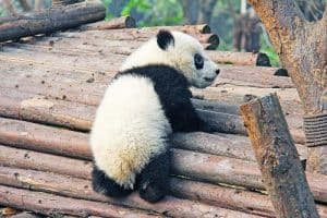 Circuit Zoo De Beauval En Van Camping Car Ou Frougon Aménagé