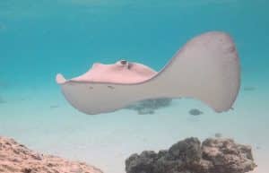 Tiahura Snorkeling Circuit 4 Jours En Van Ou Fourgon Amenage Moorea Polynesie Van Away