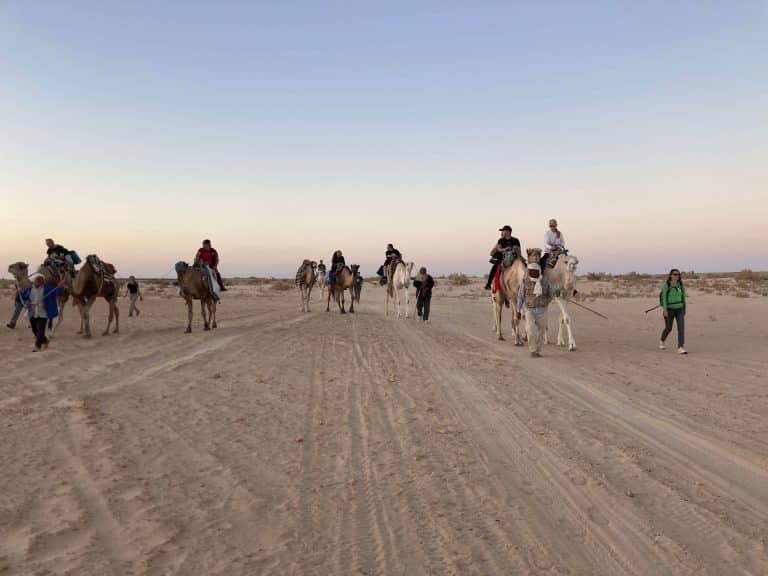 dromadaires desert maroc excursion