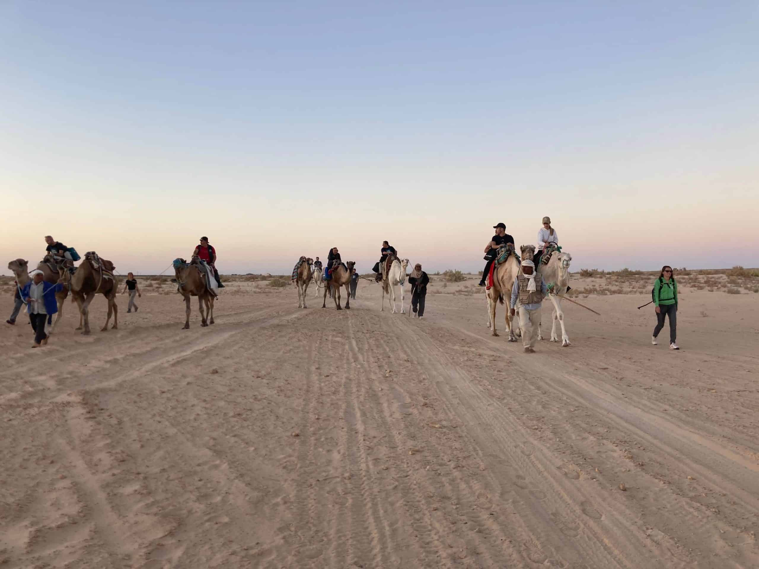 dromadaires desert maroc excursion